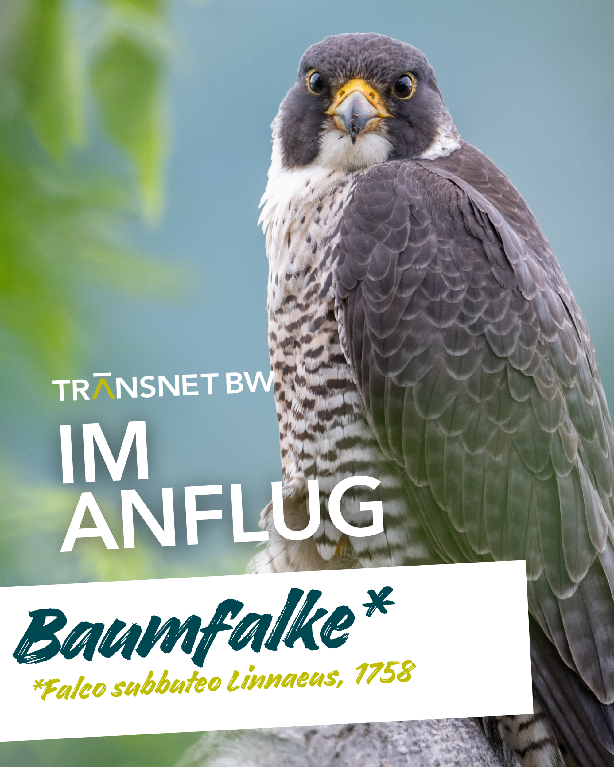 Baumfalke
